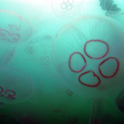 aurelia sp.p. o medusa a quadrifoglio - © l. fares...