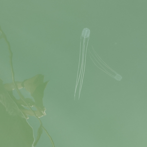 immagine anteprima per la notizia: cubo meduse nelle acque marino costiere regionali