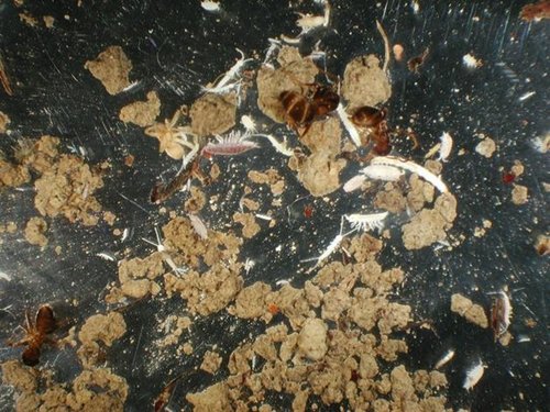 Fig. 5 - Microartropodi del suolo fotografati al microscopio