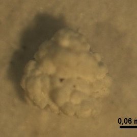 immagine anteprima per la notizia: microplastiche - classificazione e metodologia di monitoraggio