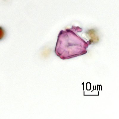 mirto