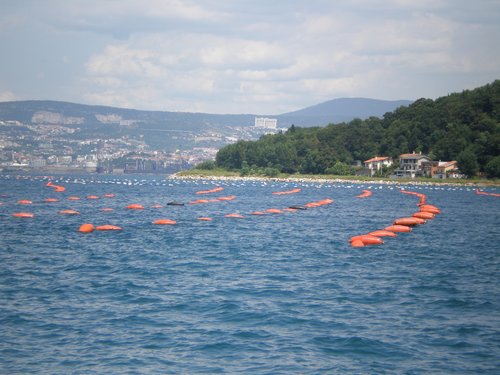 Mitilicolture nel Golfo di Trieste
