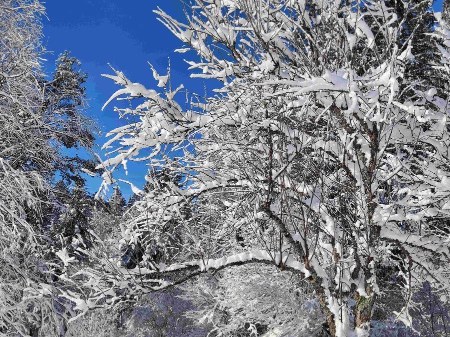 immagine contenuta nella pagina: un piccolo compendio dell’universo, anche nel clima