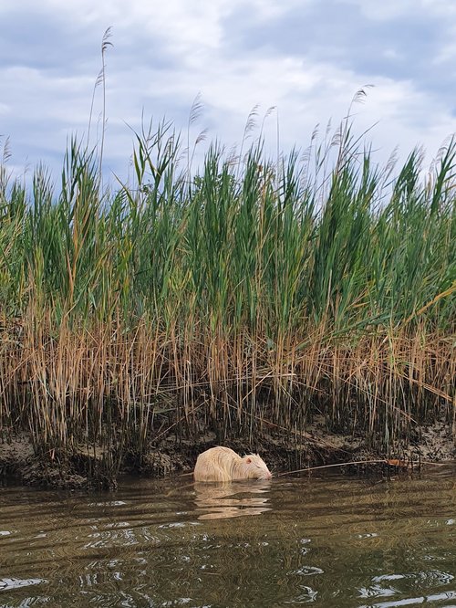 esemplare di nutria albina sul fiume Stella