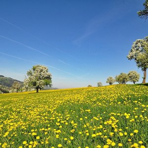 immagine anteprima per la notizia: servizi ecosistemici del suolo