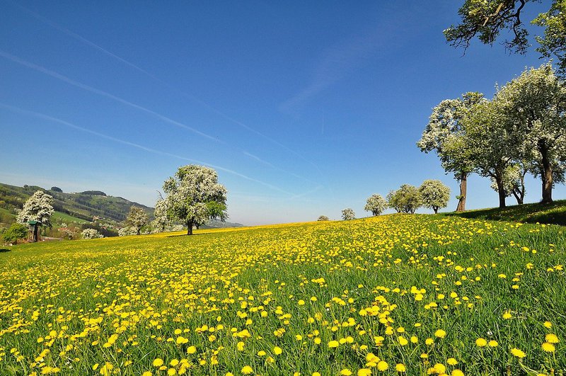 immagine anteprima per la notizia: servizi ecosistemici del suolo