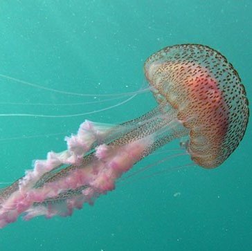 pelagia noctiluca - © w. bay-nouailhat