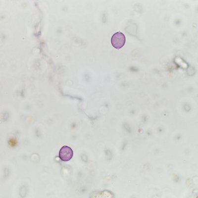 immagine contenuta nella pagina: broussonetia papyrifera: indagine sulla diffusione in italia nel 2021