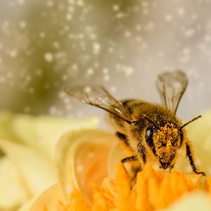 immagine anteprima per la pubblicazione: previsione settimanale pollini