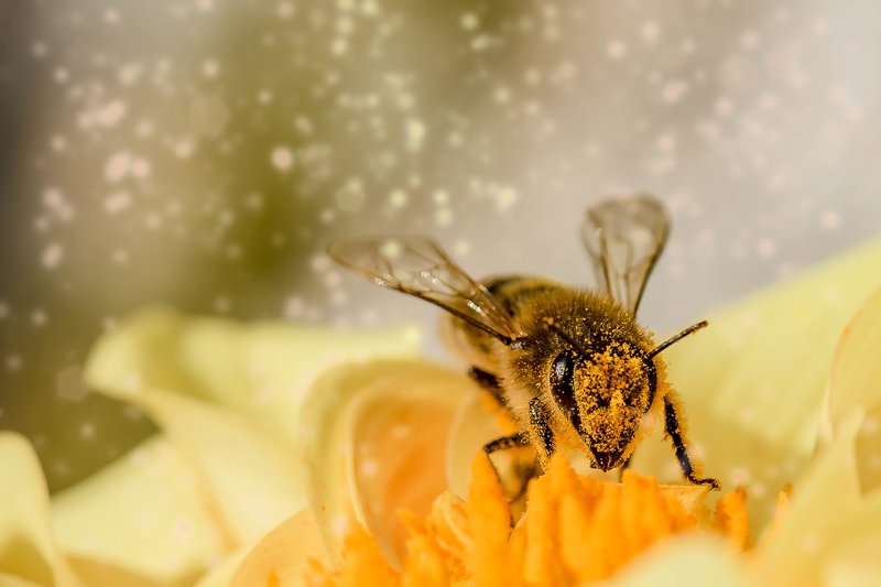 immagine anteprima per la notizia: previsione settimanale pollini