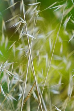 steli erba - anteprima video dell'edizione n° 1 de...