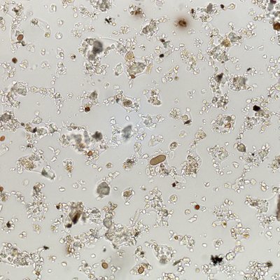 sabbie sahariane al microscopio. tolmezzo, 28 giug...