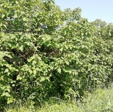 siepe di brussonetia papyrifera