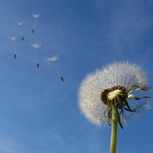 immagine anteprima per la notizia: pubblicata la relazione sull’attività di monitoraggio aerobiol...