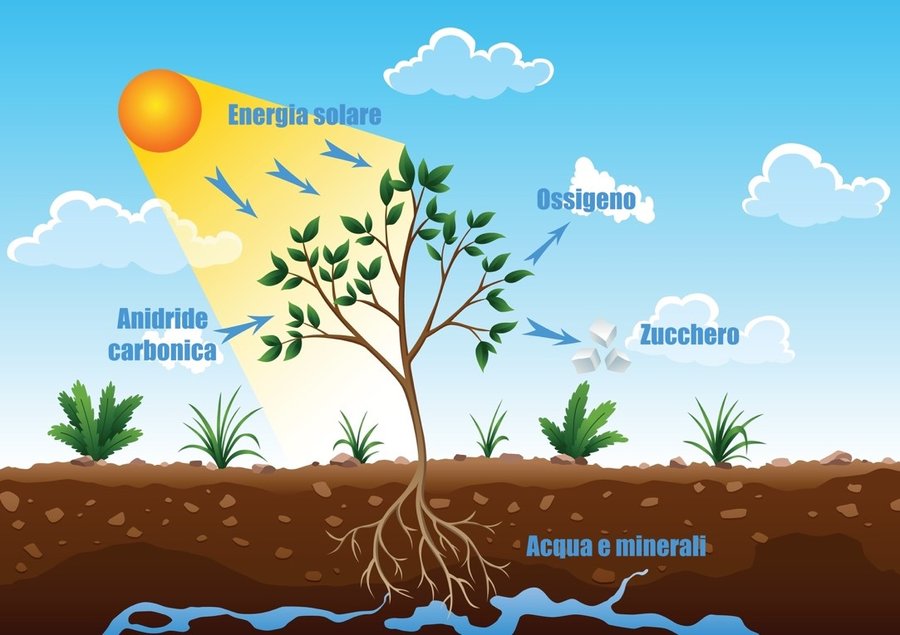 immagine contenuta nella pagina: il sole, l’energia che mette in moto tutti i cicli vitali
