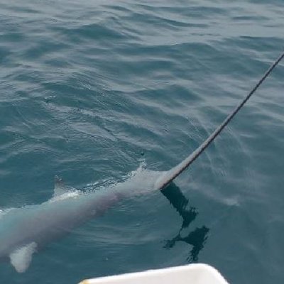 immagine contenuta nella pagina: bollettino sullo " stato oceanografico ed ecologico del golfo di...